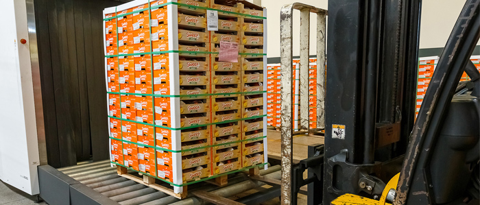 Bahia tem grande produção de frutas, mas há dificuldades para exportar, avaliam especialistas